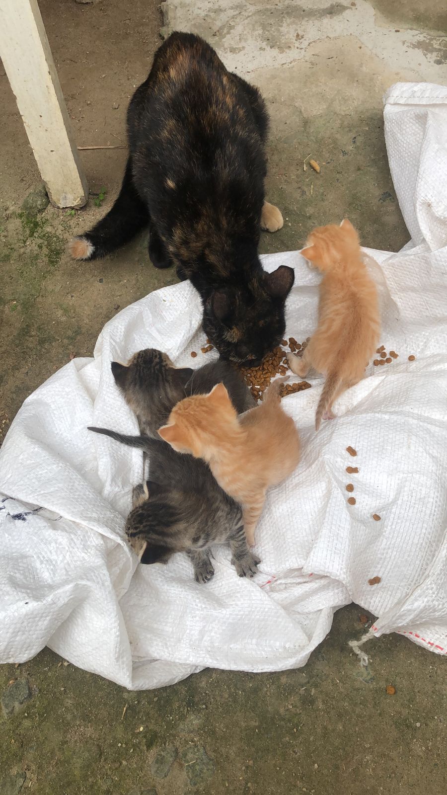 WhatsApp Image 2024-08-21 at 14.56.42