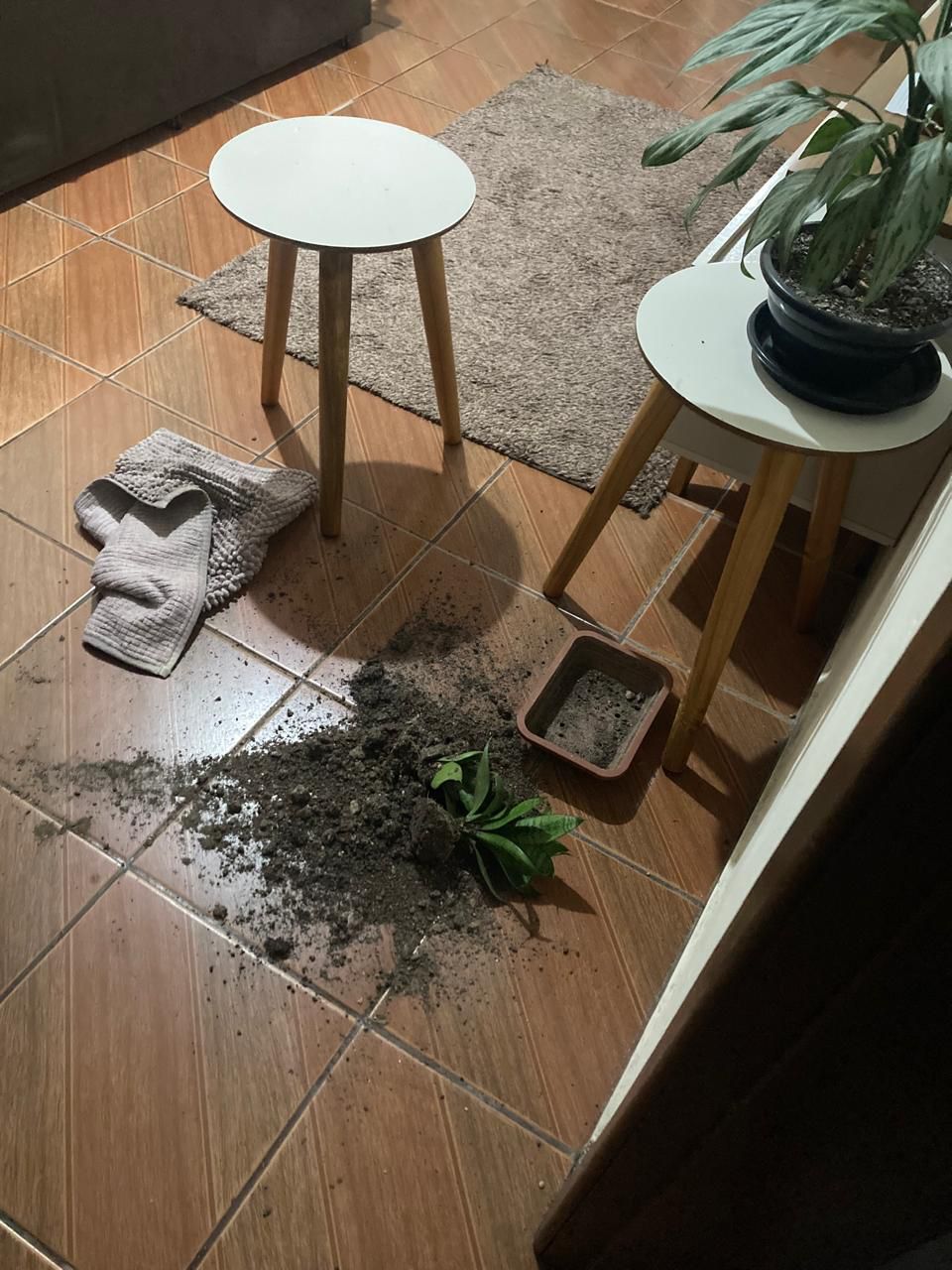 WhatsApp Image 2025-04-15 at 10.31.04