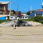 Baleia-jubarte de 7 toneladas é encontrada morta na Praia de Itajubá, em Barra Velha