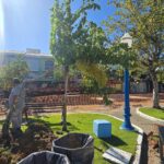 Porto Belo realiza transplante de árvores da Praça da Bandeira para avanço das obras da Rua Coberta