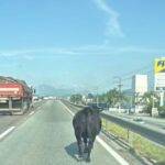 Vídeo: vaca solta na BR-101 assusta motoristas e repercute nas redes sociais