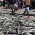 Governo reabre pesca da tainha por arrasto de praia e libera 430 toneladas extras em SC
